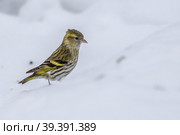 Чиж на снегу (Spinus spinus) Стоковое фото, фотограф Вячеслав Орос / Фотобанк Лори