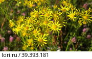 Южный Урал, цветущая якобея эруколистная на лугу. Southern Urals, blooming Jacobaea erucifolia in the meadow. Стоковое видео, видеограф Евгений Романов / Фотобанк Лори