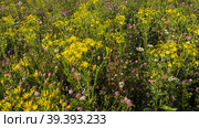 Южный Урал, цветущая якобея эруколистная на лугу. Southern Urals, blooming Jacobaea erucifolia in the meadow. Стоковое фото, фотограф Евгений Романов / Фотобанк Лори