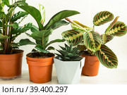 A group of popular potted house plants: Calathea, Maranta, Marantaceae, Haworthia, Ficus lirata, Benjamin, Echeveria. Growing potted house plants, green home decor, care and cultivation. Стоковое фото, фотограф Ольга Симонова / Фотобанк Лори