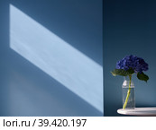 Синяя гортензия. Стоковое фото, фотограф Darya Khubetsova / Фотобанк Лори