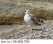 Степная чайка или хохотунья (лат. Larus cachinnans) - крупный вид, гнездящийся в основном на территории России и Украины в районах, прилегающих к Черному и Каспийскому морям. Стоковое фото, фотограф Сергей Елизарьев / Фотобанк Лори