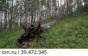 Южный Урал, корни большой поваленной лиственницы (Larix sibirica). Southern Urals, the roots of a large fallen larch (Larix sibirica). Стоковое видео, видеограф Евгений Романов / Фотобанк Лори