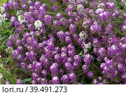 Floral alyssum background of lilac and white flowers. Стоковое фото, фотограф Виктория Кольцова / Фотобанк Лори