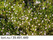 Gypsophila creeping Gypsophila muralis. Стоковое фото, фотограф Виктория Кольцова / Фотобанк Лори