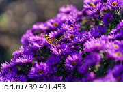 Natural background with purple Symphyotrichum novi-belgii aster colors. Стоковое фото, фотограф Виктория Кольцова / Фотобанк Лори