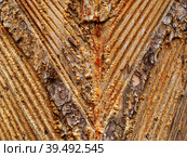 Южный Урал, следы подсечки на стволе сосны с остатками смолы. Southern Urals, the pine-tapping traces on the trunk with resin residues. Стоковое фото, фотограф Евгений Романов / Фотобанк Лори