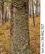 Южный Урал, следы подсечки на стволе сосны с остатками смолы. Southern Urals, the pine-tapping traces on the trunk with resin residues. Стоковое фото, фотограф Евгений Романов / Фотобанк Лори