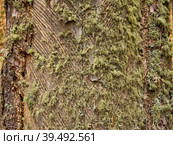 Южный Урал, следы подсечки на стволе сосны с остатками смолы. Southern Urals, the pine-tapping traces on the trunk with resin residues. Стоковое фото, фотограф Евгений Романов / Фотобанк Лори