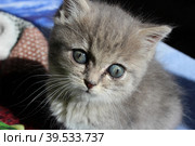 Котенок. Стоковое фото, фотограф Елена Игнатьева / Фотобанк Лори