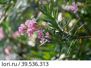 Pink flowers of oleander on the lush Bush. Стоковое фото, фотограф Виктория Кольцова / Фотобанк Лори
