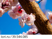 Close-up blossoming of apricot trees on a meadows. Стоковое фото, фотограф Яков Филимонов / Фотобанк Лори