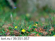 Blue chicory flowers on green grass background. Стоковое фото, фотограф Виктория Кольцова / Фотобанк Лори