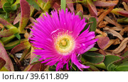 Суккулентное многолетнее растение Карпобротус саблевидный (лат. Carpobrotus acinaciformis). Санта-Мария-де-Белен, Лиссабон, Португалия (2023 год). Стоковое фото, фотограф lana1501 / Фотобанк Лори