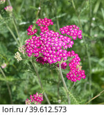 Тысячелистник розовый (лат. Achillea) крупным планом. Стоковое фото, фотограф Елена Коромыслова / Фотобанк Лори