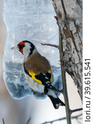 Обыкновенный щегол (лат. Carduelis carduelis) Стоковое фото, фотограф Бородкин Андрей / Фотобанк Лори