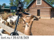 Козий блогер видеограф за работой на ферме. Стоковое фото, фотограф Pukhov K / Фотобанк Лори