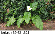 Калла эфиопская зантедеския (calla zantedeschia aethiopica). Сан-Жозе, Лиссабон, Португалия (2023 год). Стоковое фото, фотограф lana1501 / Фотобанк Лори
