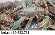 Live crayfish close-up in a styrofoam box. Стоковое видео, видеограф Виктория Кольцова / Фотобанк Лори