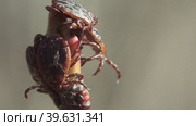 Клещи Dermacentor Marginatus сидят на ветке растения. Стоковое видео, видеограф Mixail59 / Фотобанк Лори