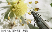 Жук Узконадкрылка (Oedemera virescens) ест пыльцу на белом цветке. Макросъемка. Стоковое видео, видеограф Mixail59 / Фотобанк Лори
