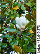 Branches of the magnolia grandiflora tree with flowers. Стоковое фото, фотограф Виктория Кольцова / Фотобанк Лори