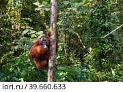 Orangutan sitting in a tree, Semenggoh Wildlife Rehabilitation Center. Стоковое фото, фотограф Михаил Пряхин / Фотобанк Лори