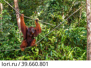 Female orangutan walks by ropes in the forest. Стоковое фото, фотограф Михаил Пряхин / Фотобанк Лори