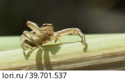 Макросъемка паука Ксистикус вязовый (Xysticus ulmi), сидящего на стебле растения. Стоковое видео, видеограф Mixail59 / Фотобанк Лори