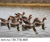 Южный Урал, село Кага: домашние гуси на реке Кага. Southern Urals, Kaga village: domestic geese on the Kaga River. Стоковое фото, фотограф Евгений Романов / Фотобанк Лори