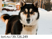 Красивая черно-белая собака породы лайка. Стоковое фото, фотограф Фотиния Куимова / Фотобанк Лори