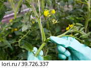 Women's gloved hands pinch, remove the side shoots of tomatoes. Стоковое фото, фотограф Виктория Тельминова / Фотобанк Лори