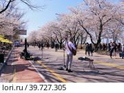 Фестиваль цветения сакуры в районе Yeouido Сеул, Корея (2018 год). Редакционное фото, фотограф Римма Тельнова / Фотобанк Лори