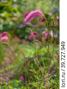 Bright flower of  burnet, Sanguisorba, garden variety. Стоковое фото, фотограф Ольга Остроухова / Фотобанк Лори