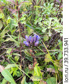 Gentiana scabra. Горечавка в бухте Ахлестышева на острове Русский, Приморский край (2022 год). Стоковое фото, фотограф Овчинникова Ирина / Фотобанк Лори