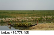Mesopotamian Marshes, habitat of Marsh Arabs aka Madans Basra Iraq (2011 год). Стоковое фото, фотограф Сергей Майоров / Фотобанк Лори