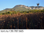 Dried wild carrot flowers (Daucus carota, European wild carrot, bird's nest, bishop's lace, Queen Anne's lace) against the backdrop of mountains in autumn, Crimea, Russia (2022 год). Стоковое фото, фотограф Алексей Антипов / Фотобанк Лори