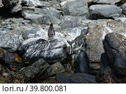 Reserva Nacional Pinguino de Humboldt chile south america pacific. Стоковое фото, фотограф Andreas Muth-Hegener / Фотобанк Лори
