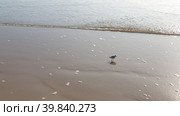 Небольшая птица Песчанка (Calidris alba) на берегу на берегу Атлантического океана. Сетубал, Португалия (2023 год). Стоковое фото, фотограф lana1501 / Фотобанк Лори