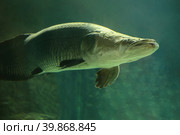 Fish under water. Arapaima fish - Pirarucu Arapaima gigas one largest freshwater fish. Fish in the aquarium behind glass. Стоковое фото, фотограф Ирина Вершинская / Фотобанк Лори