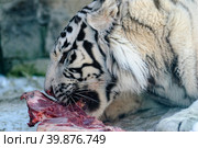 Siberian tiger eating. Стоковое фото, фотограф Сергей Буторин / Фотобанк Лори