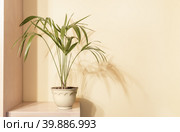 Howea houseplant in flower pot on wooden shelf with shadows on beige wall. Trend monochrome minimal floral design. Стоковое фото, фотограф Наталья Семкина / Фотобанк Лори