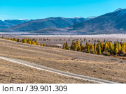 Курайская степь в окрестностях реки Тюте (Тетё) осенью. Кош-Агачский район Республики Алтай. Стоковое фото, фотограф Евгений Мухортов / Фотобанк Лори