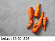 Funny monster ugly carrots. Trendy ugly organic conjoined siamese carrots from home garden on a white wooden background. Стоковое фото, фотограф Кутина Татьяна / Фотобанк Лори