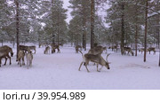 Западная Сибирь, стадо северных оленей в загоне. Western Siberia, a herd of reindeer in the corral. Стоковое видео, видеограф Евгений Романов / Фотобанк Лори