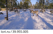 Западная Сибирь, стадо северных оленей в загоне. Western Siberia, a herd of reindeer in the corral. Стоковое видео, видеограф Евгений Романов / Фотобанк Лори