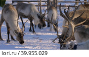 Западная Сибирь, стадо северных оленей в загоне. Western Siberia, a herd of reindeer in the corral. Стоковое видео, видеограф Евгений Романов / Фотобанк Лори