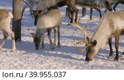 Западная Сибирь, стадо северных оленей в загоне. Western Siberia, a herd of reindeer in the corral. Стоковое видео, видеограф Евгений Романов / Фотобанк Лори