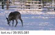 Западная Сибирь, стадо северных оленей в загоне. Western Siberia, a herd of reindeer in the corral. Стоковое видео, видеограф Евгений Романов / Фотобанк Лори