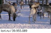 Западная Сибирь, стадо северных оленей в загоне. Western Siberia, a herd of reindeer in the corral. Стоковое видео, видеограф Евгений Романов / Фотобанк Лори
